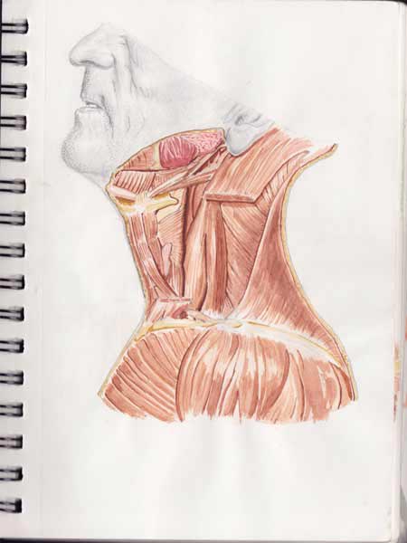 Watercolour study of human form.