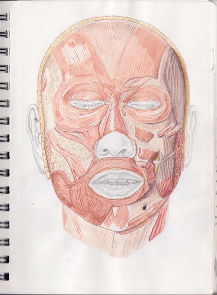 Gesture sketch of human anatomy.